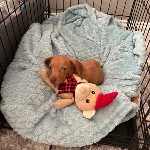 Meet your Posher, Dylan